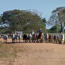 My Pantanal